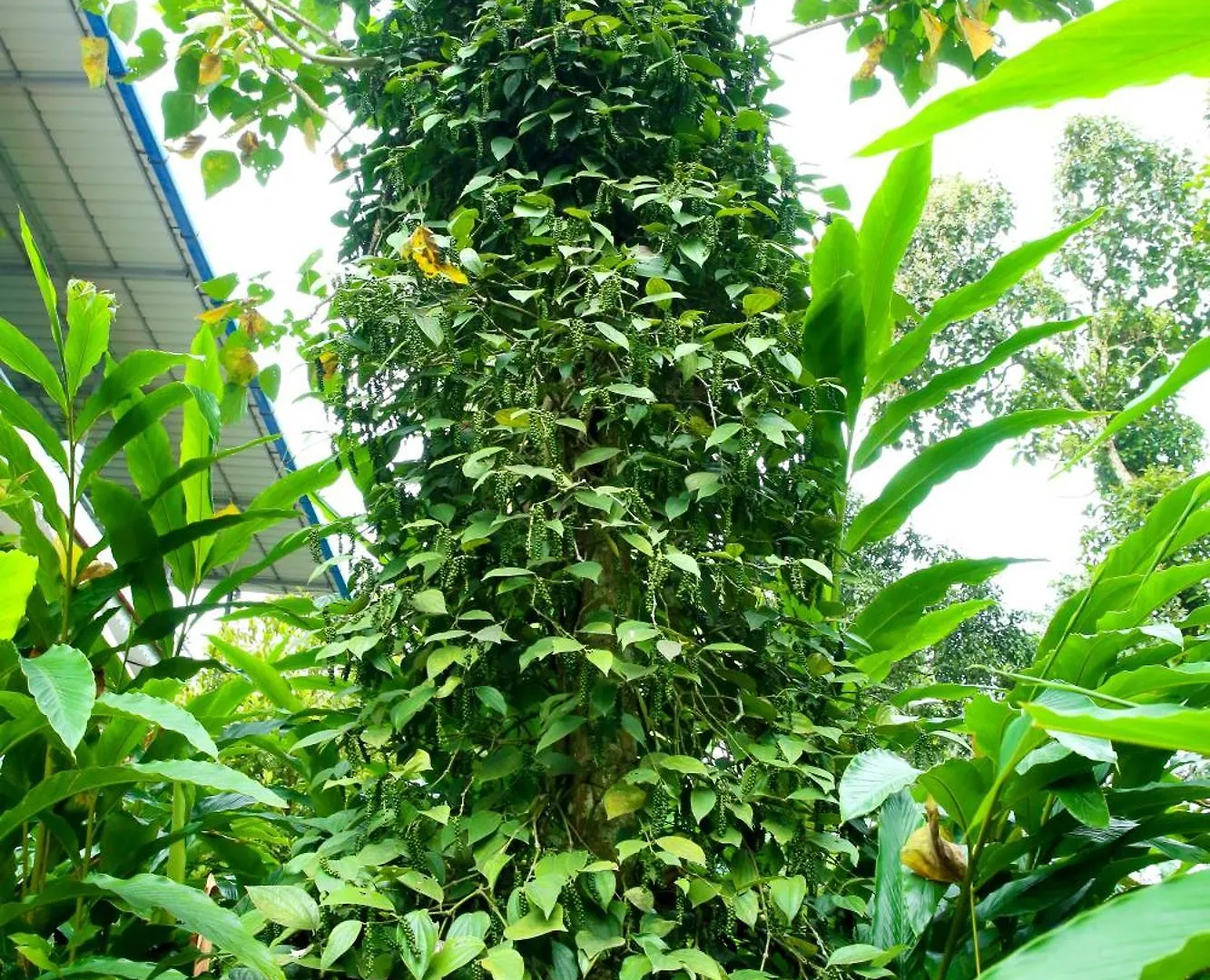 Periyar Homes Thekkady Holiday home